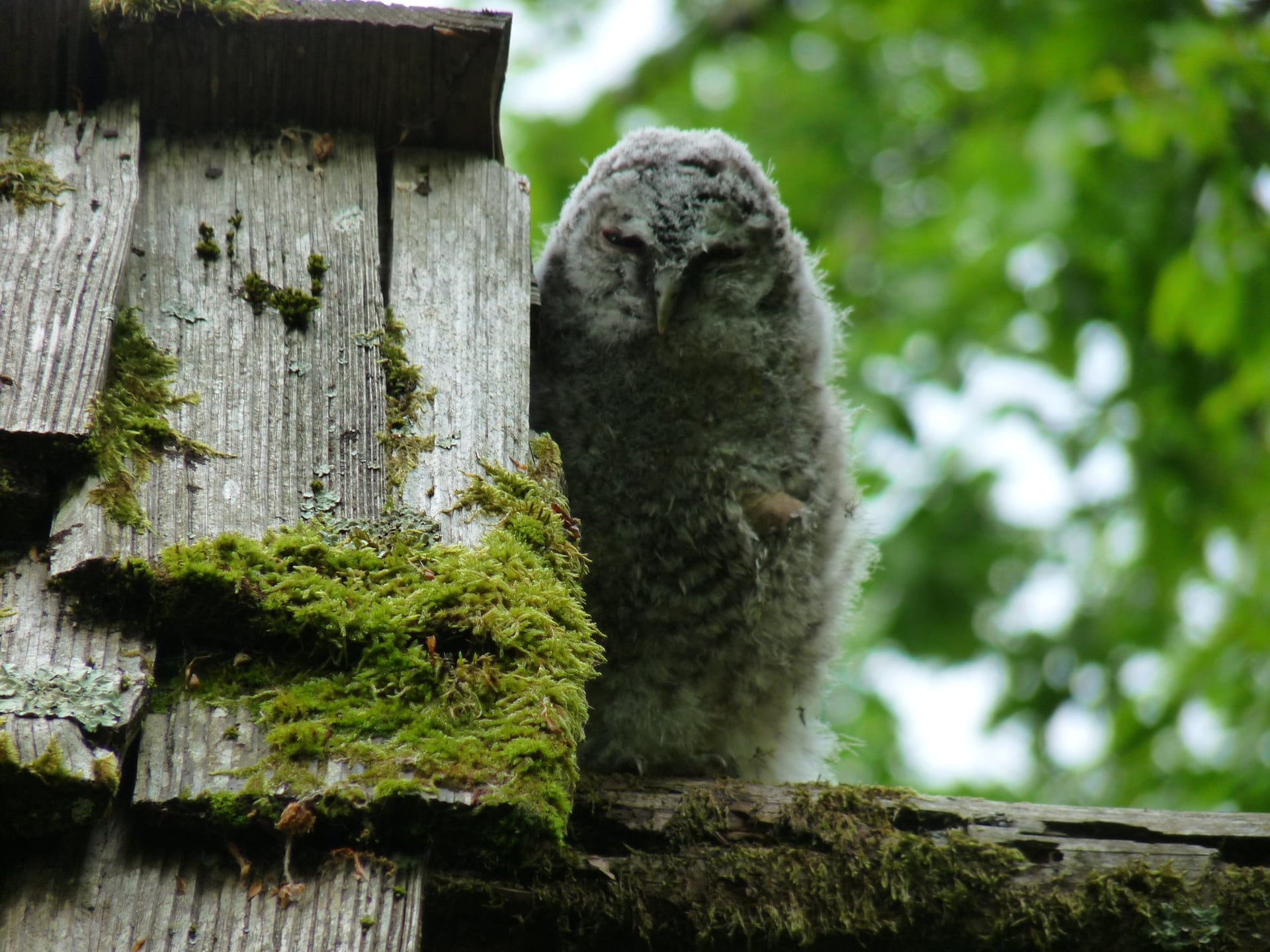 « Journée des oiseaux »  : observation des oiseaux dans le refuge de la forêt de Guédelon.