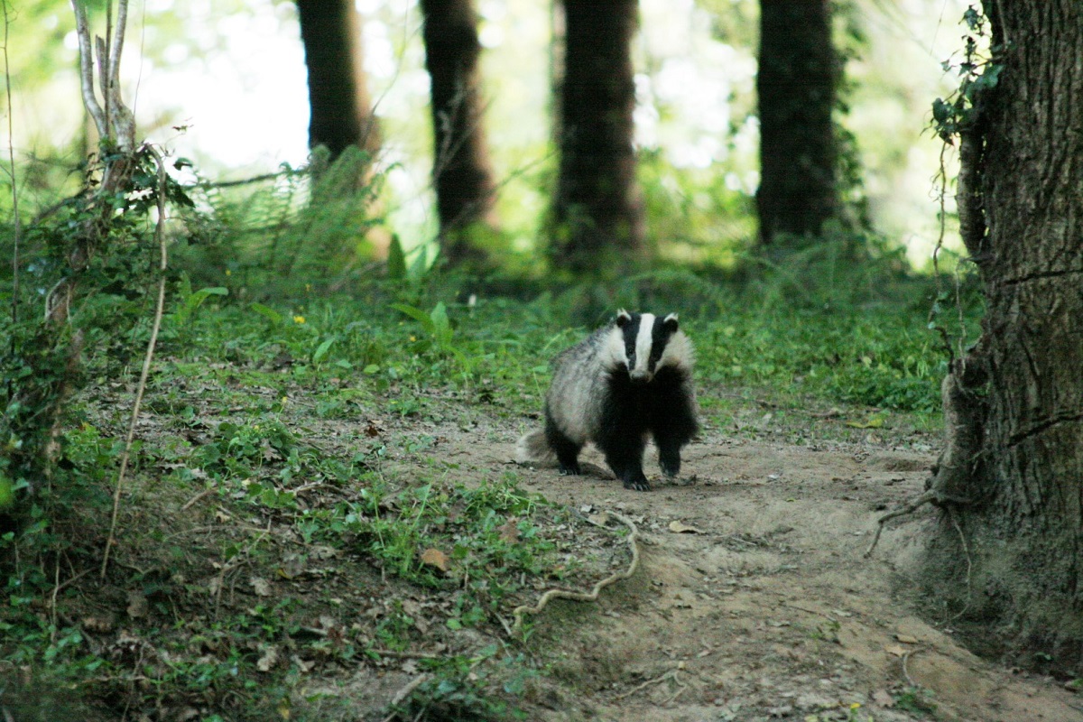 Sur la piste des animaux