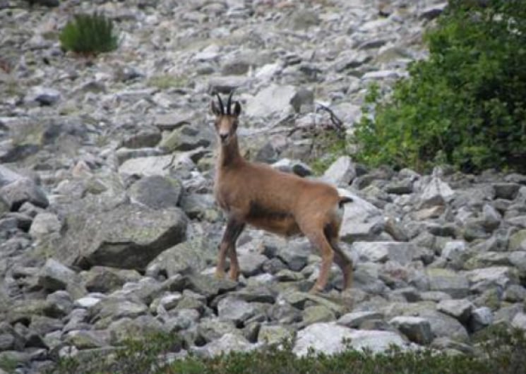 Rando à la découverte des isards