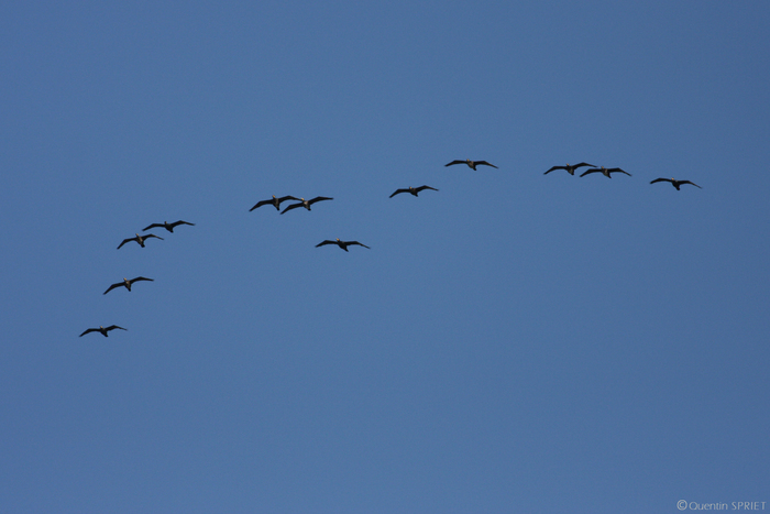 Balade naturaliste : ballet des oiseaux