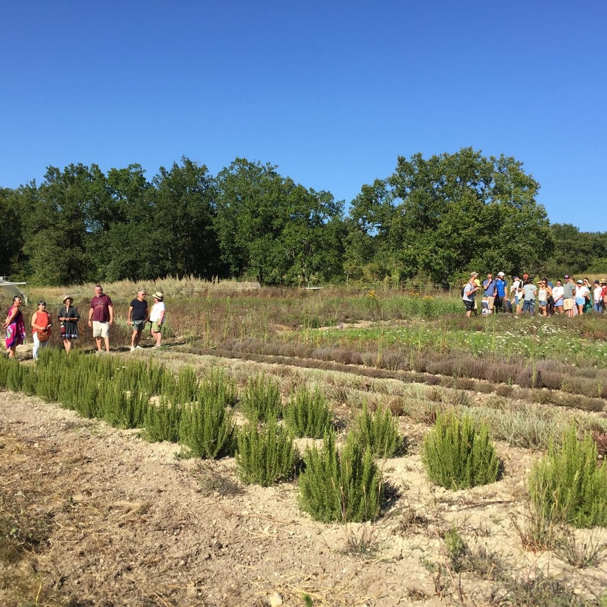 Visite de la ferme bio Néoherba