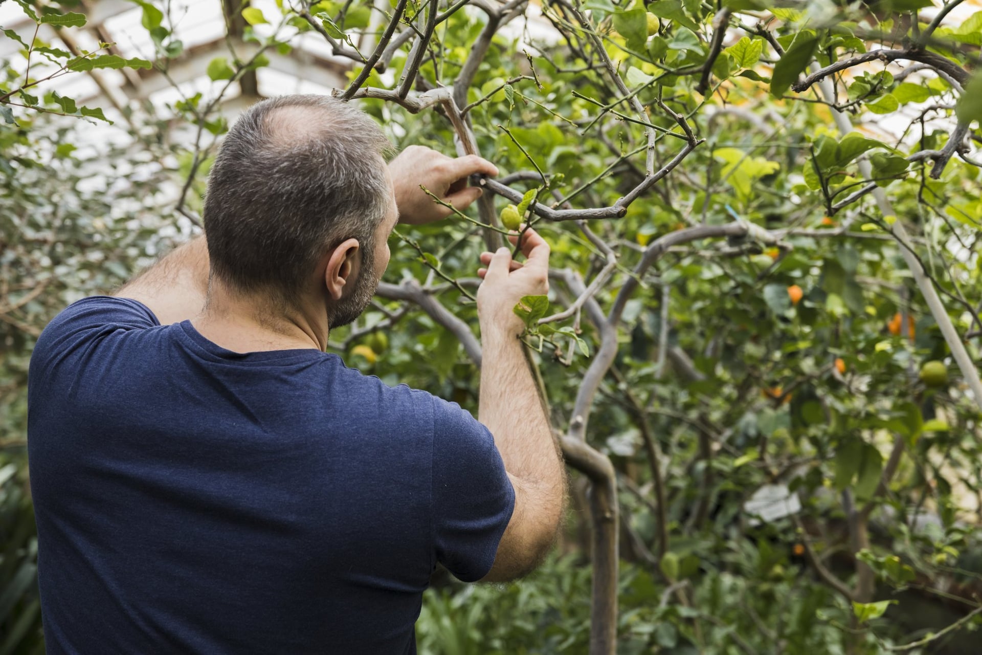 Sortie Nature : Taille en vert des fruitiers