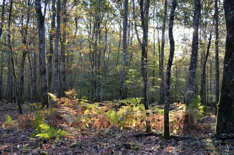 Lecture du paysage et milieu forestier