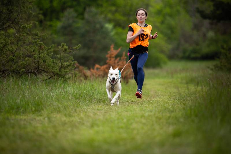 1ère édition de Cani cross à Fayl-Billot