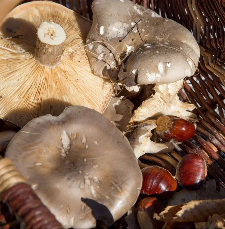 Festival Ventoux Saveurs : Champignons en fête
