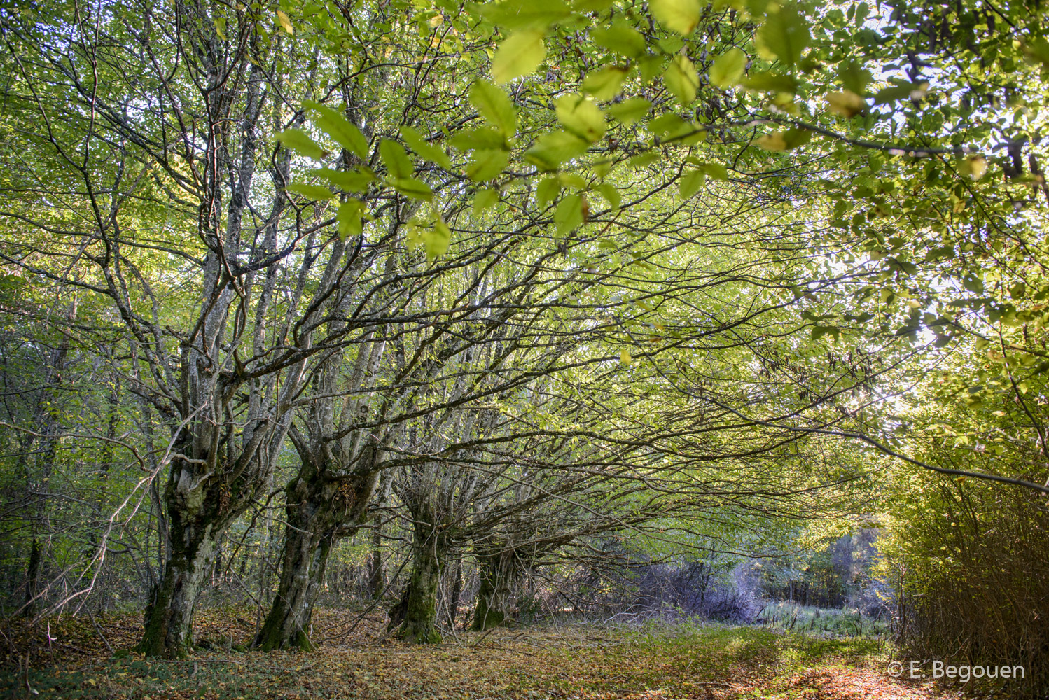 Sortie photo dans l'ENS de la Forêt domaniale des Abbayes