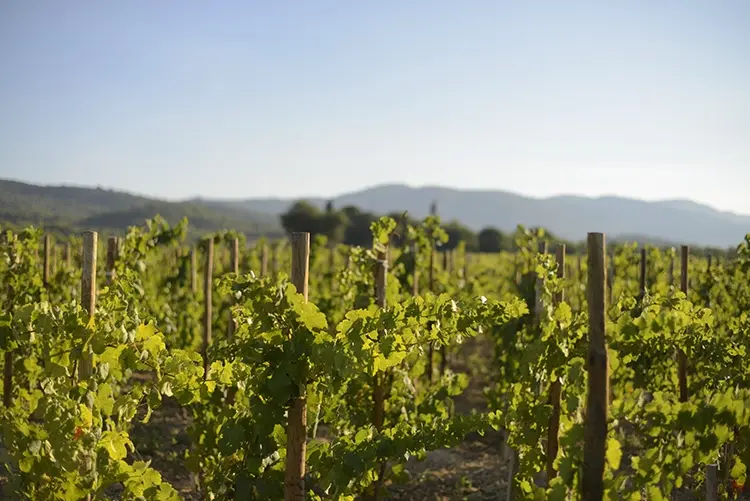Sunsets Vignerons en Luberon au domaine de MasLauris
