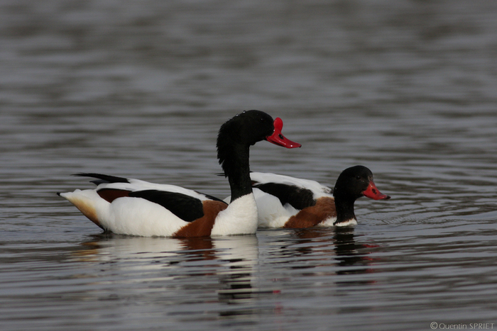 Balade naturaliste : escale d’automne