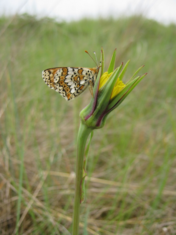Cherchez la p'tite bête
