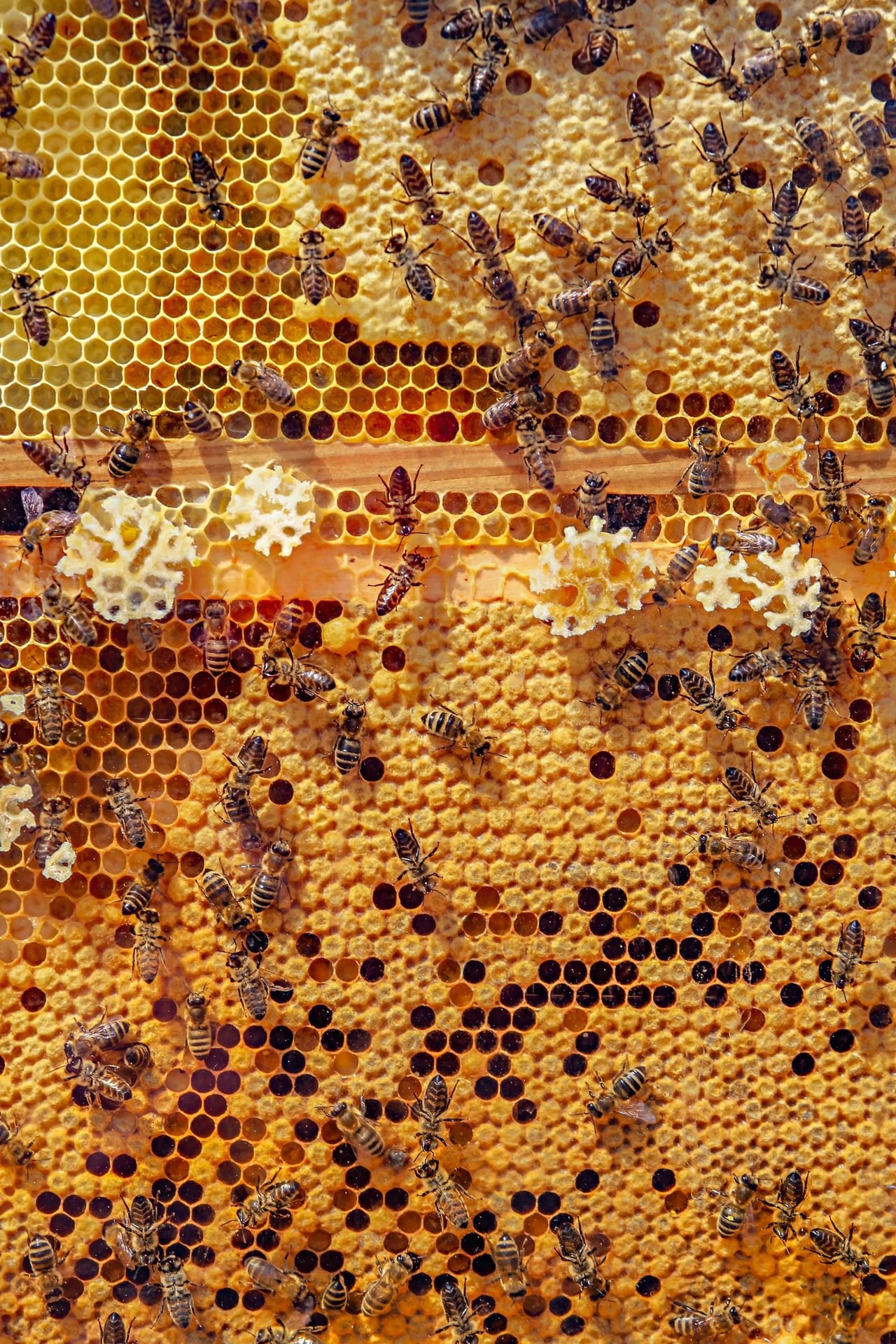 DÉCOUVERTE DU MONDE DES ABEILLES