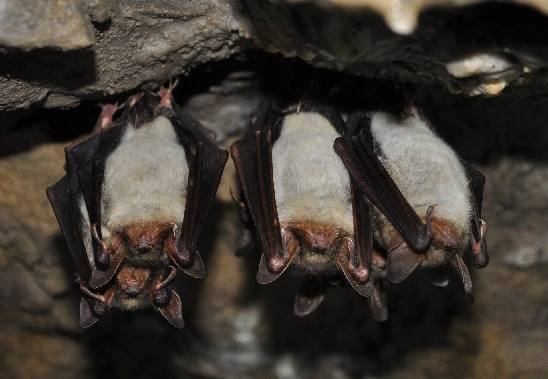 Balade contée chauve-souris