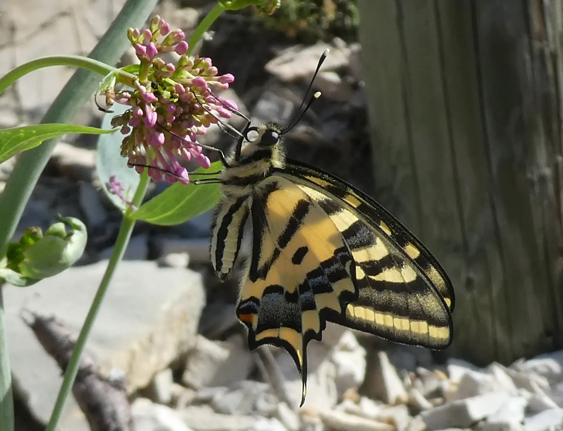 Randonnée naturaliste sur le Plateau de Calern