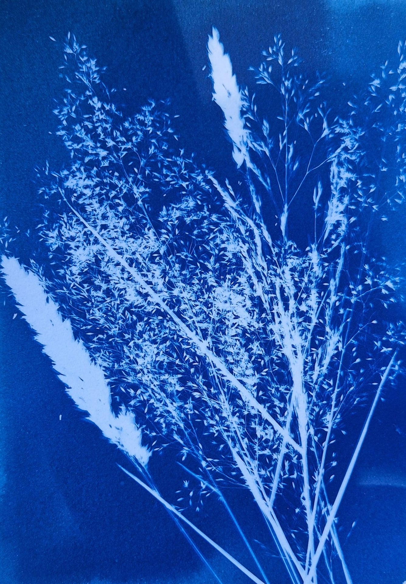 Atelier Cyanotype