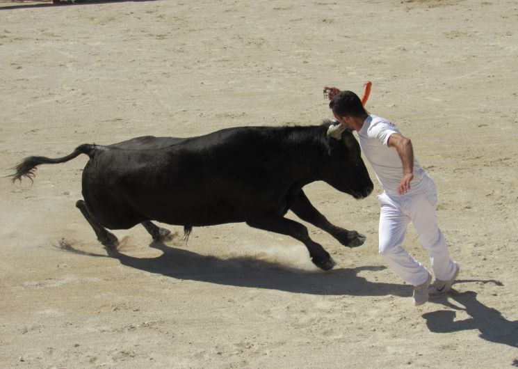 Trophée Camargue Médical – Course Camarguaise – 3e journée