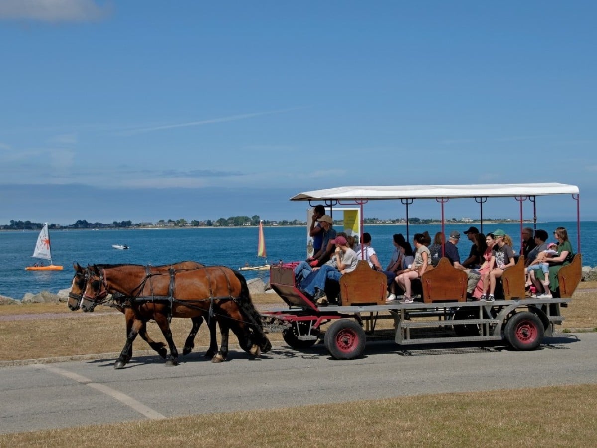 Balade attelée sur le port de Saint-Vaast-la-Hougue