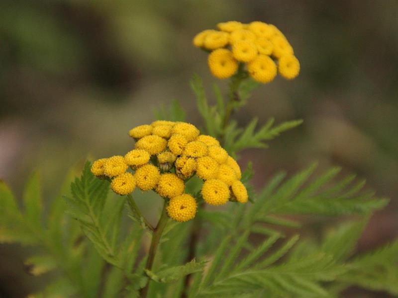 Savez-vous planter les choux...