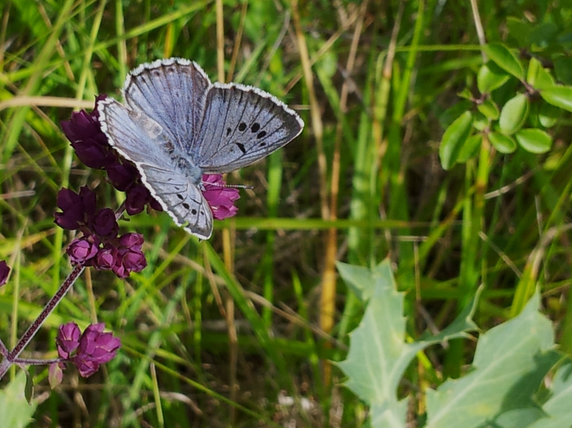 Sur la piste de Zoé, l'Azuré du serpolet!