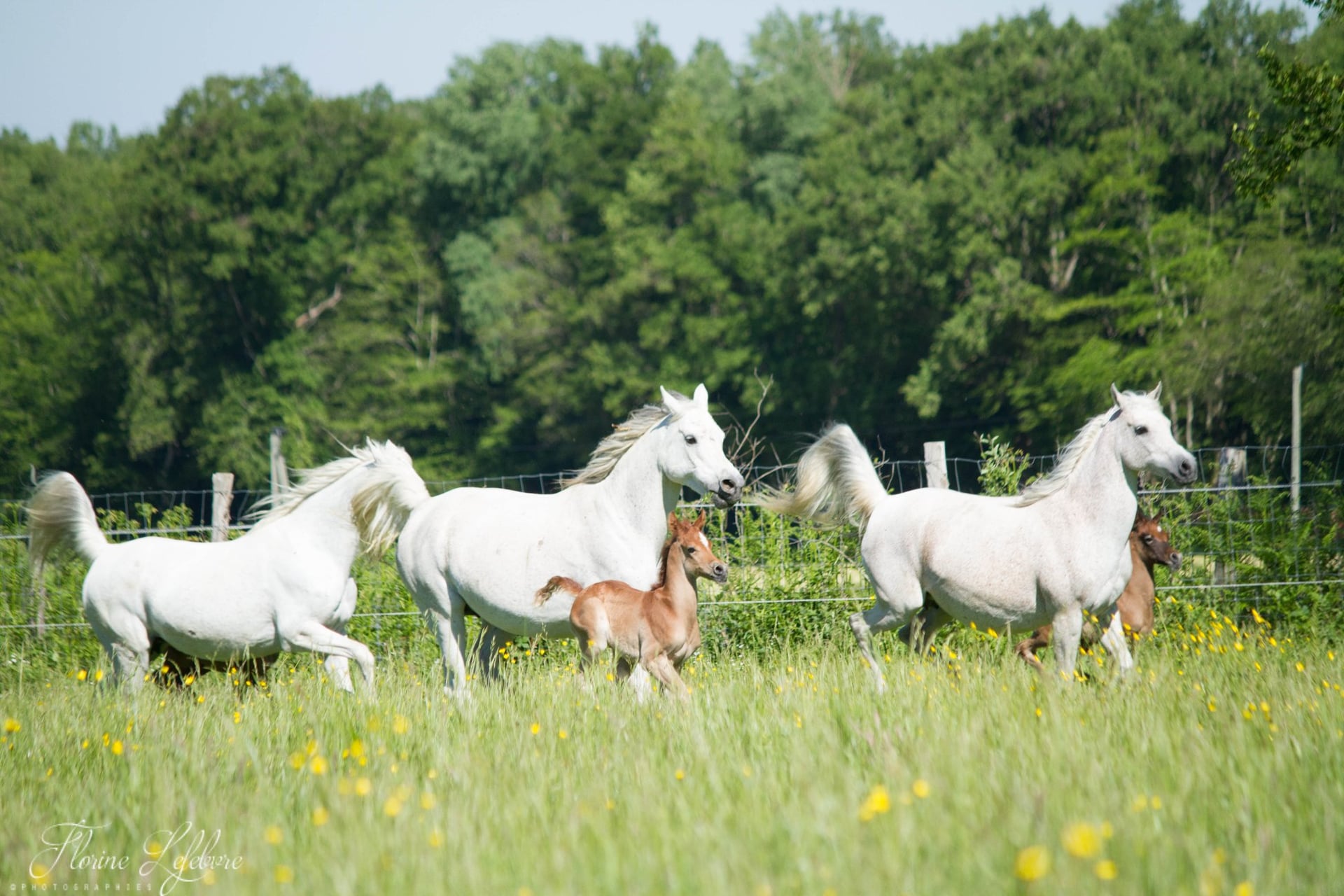 Journée  Haras de la Chataignière et repas