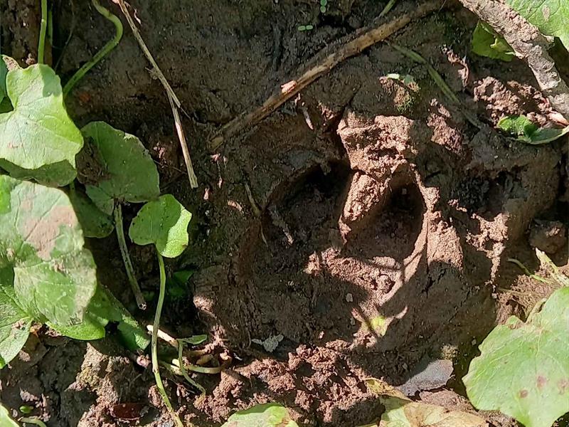 Traces et indices laissés dans le Sanctuaire de nature