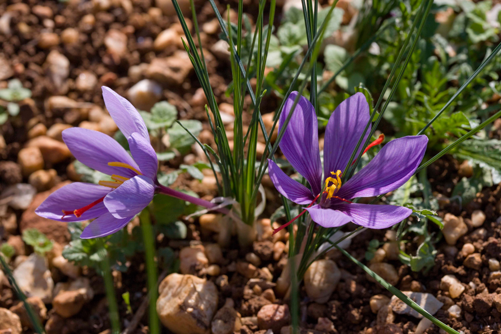 Fête du Safran du Quercy à Cajarc