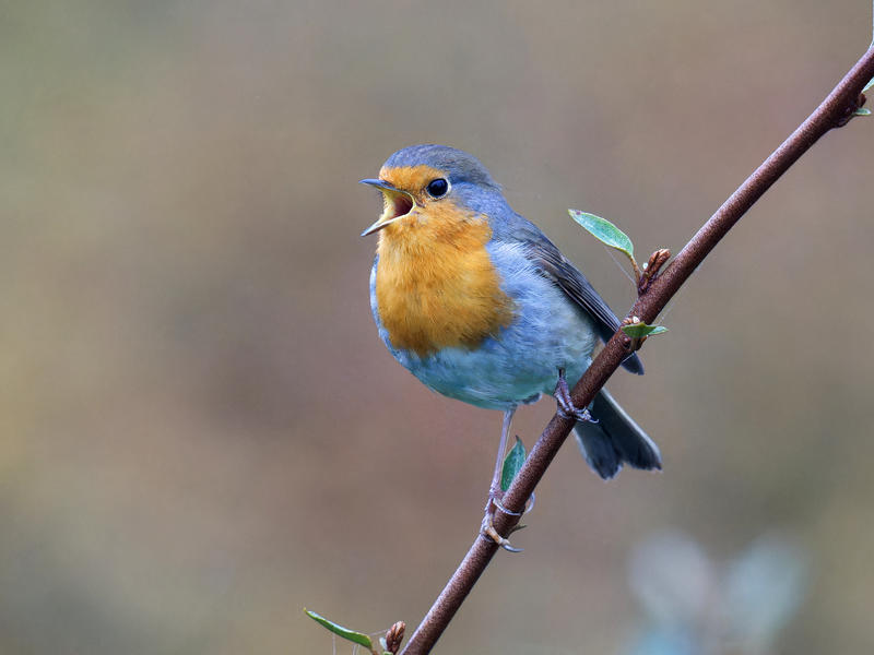Mélodie d’un oiseau perché