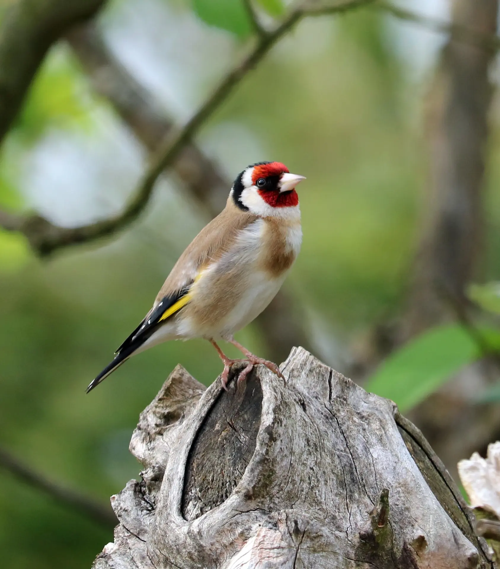 Accueillir la biodiversité au jardin - sortie nature
