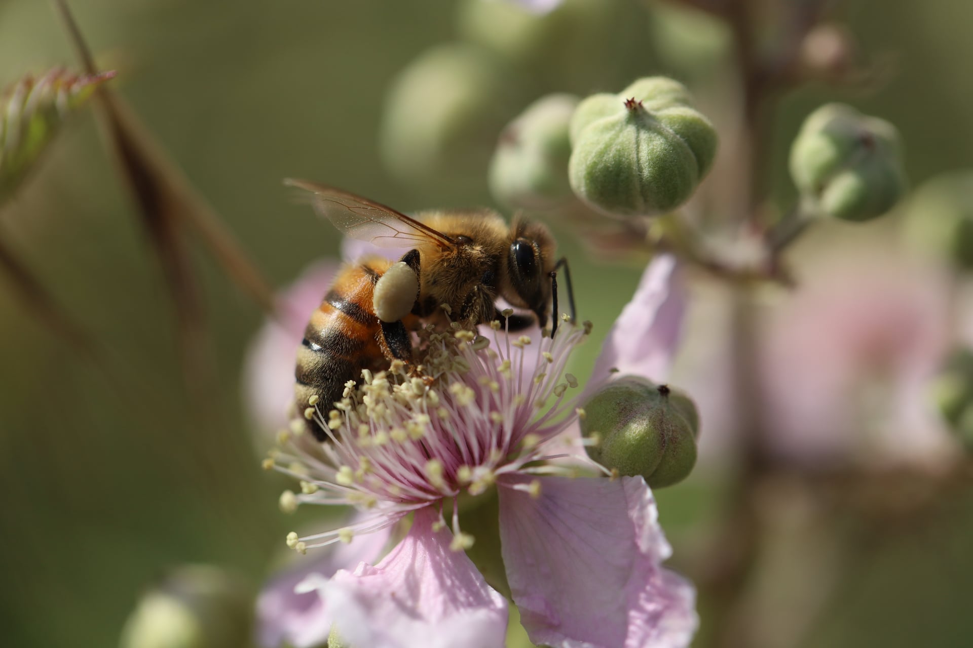 Stage macrophotographie