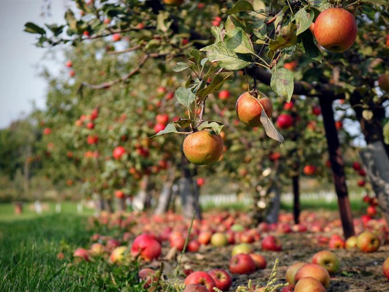 Visite du verger conservatoire de pommes anciennes