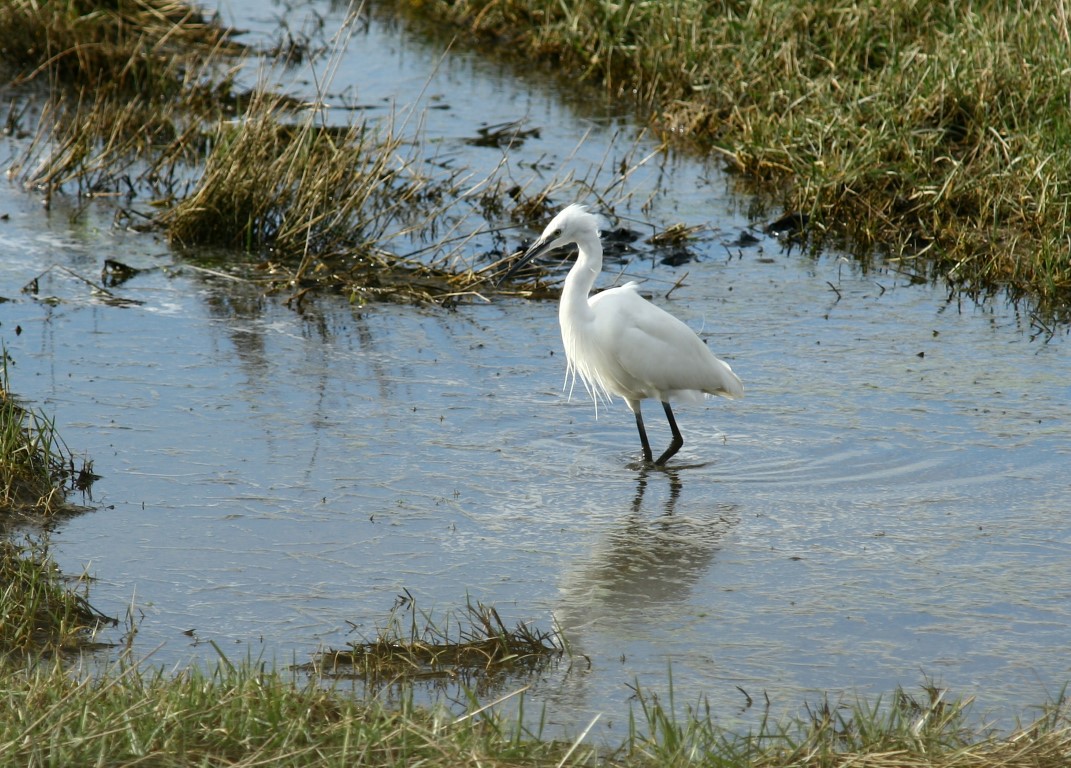 Traversée du havre de Barneville-Carteret