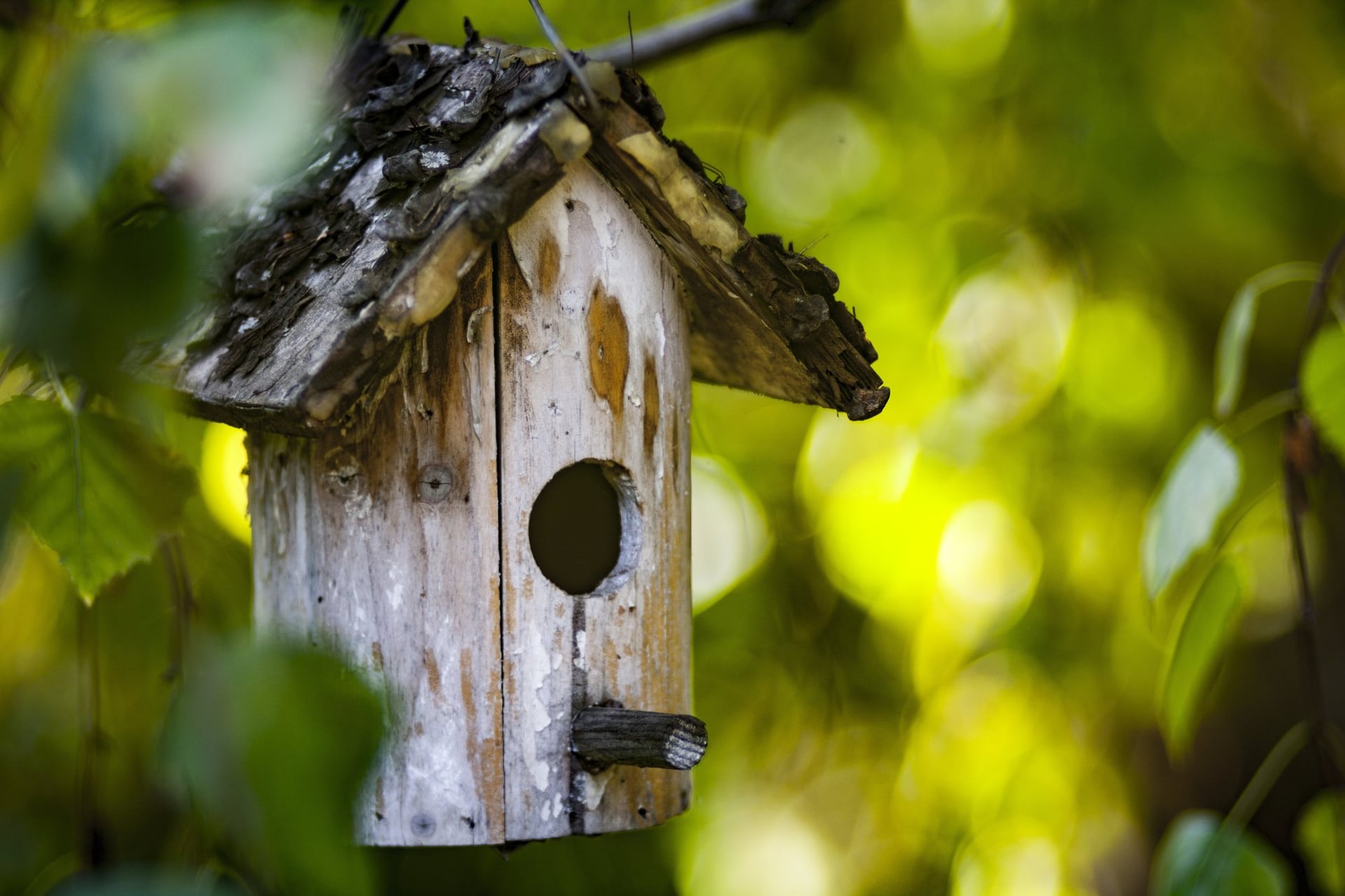 Fabrique ta mangeoire à oiseaux