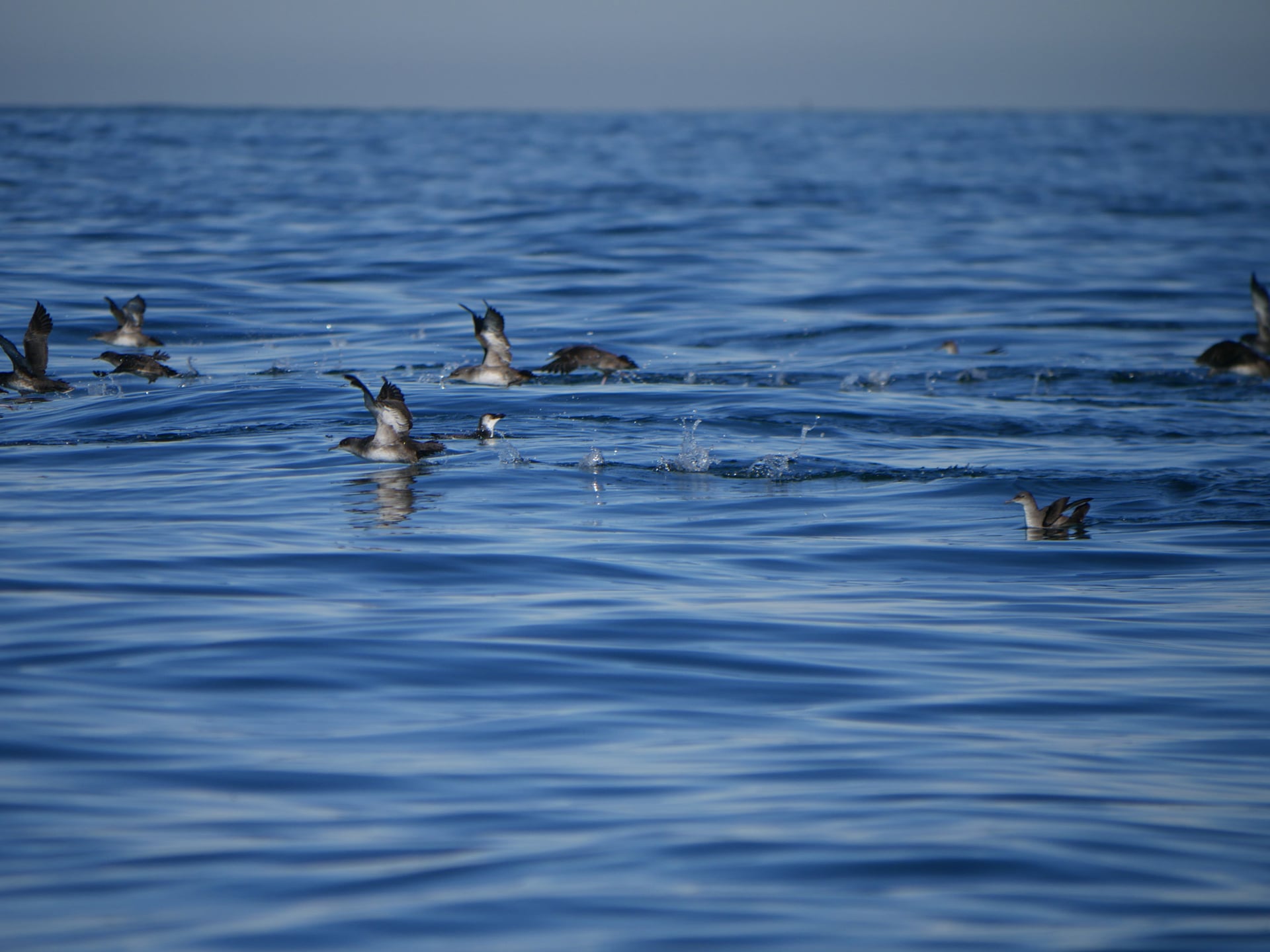 Conférence "Oiseaux marins, cétacés et changements climatiques"