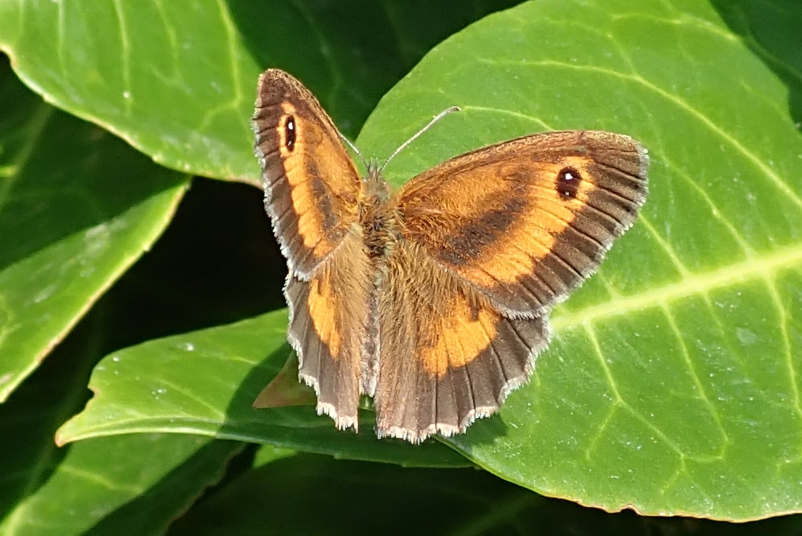 Papillons et autres petites bêtes