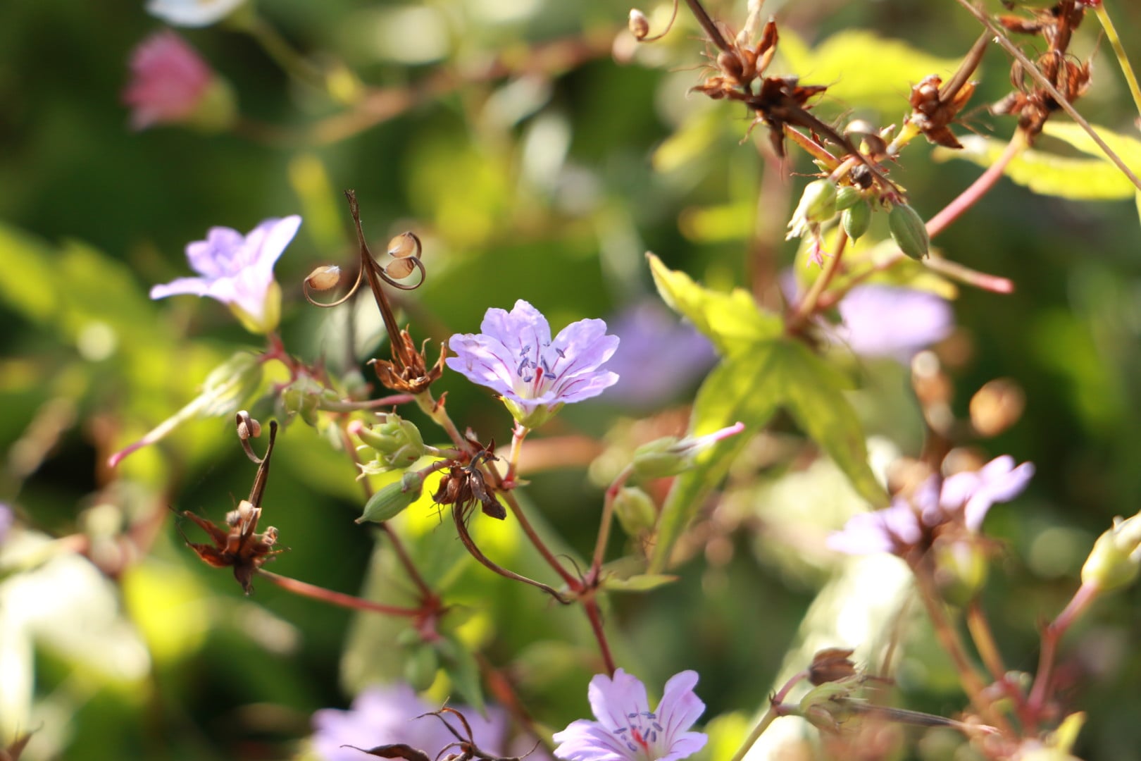 Les jardins, quelle histoire !