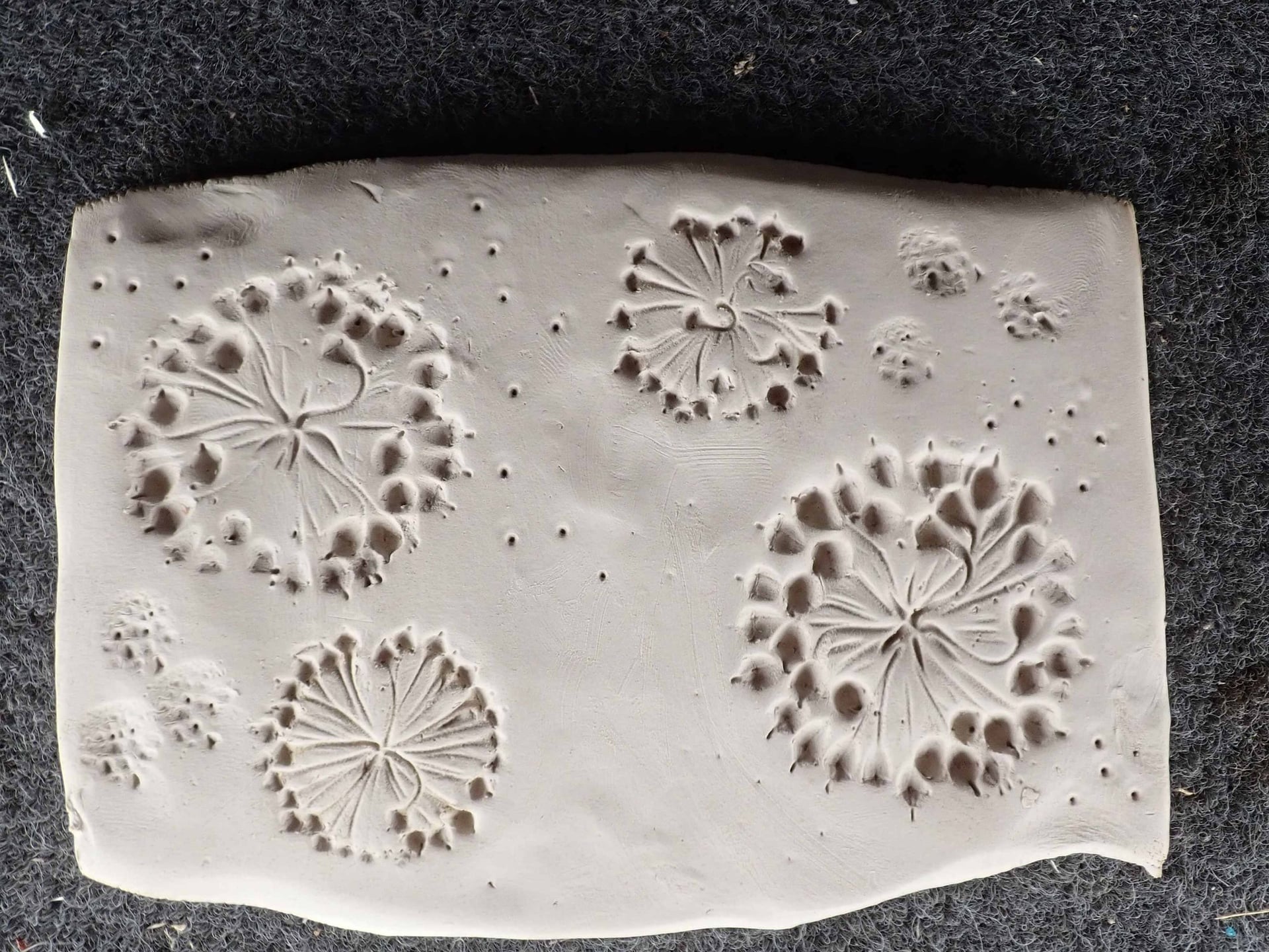 Empreintes végétales sur argile