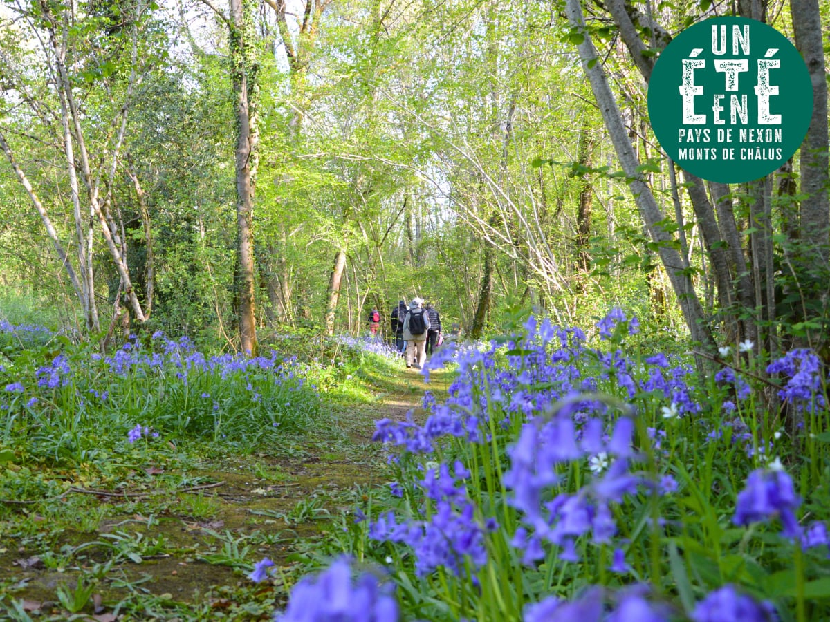 Sortie nature - La musique verte