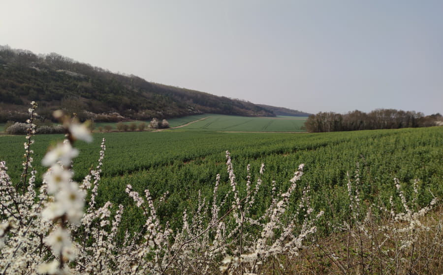 Balade découverte de la biodiversité d'un coteau calcaire