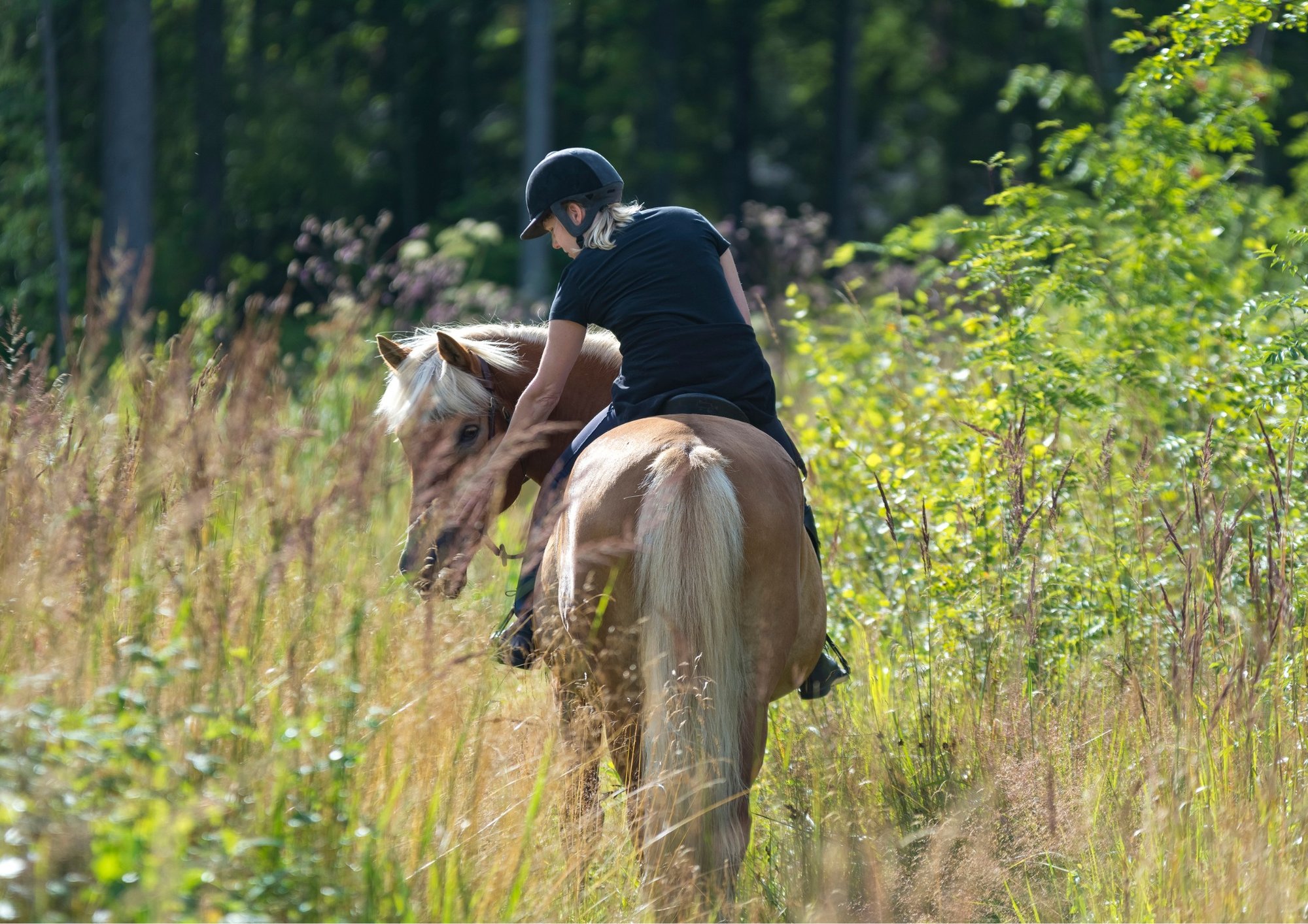 Balade à cheval au coeur du vignoble