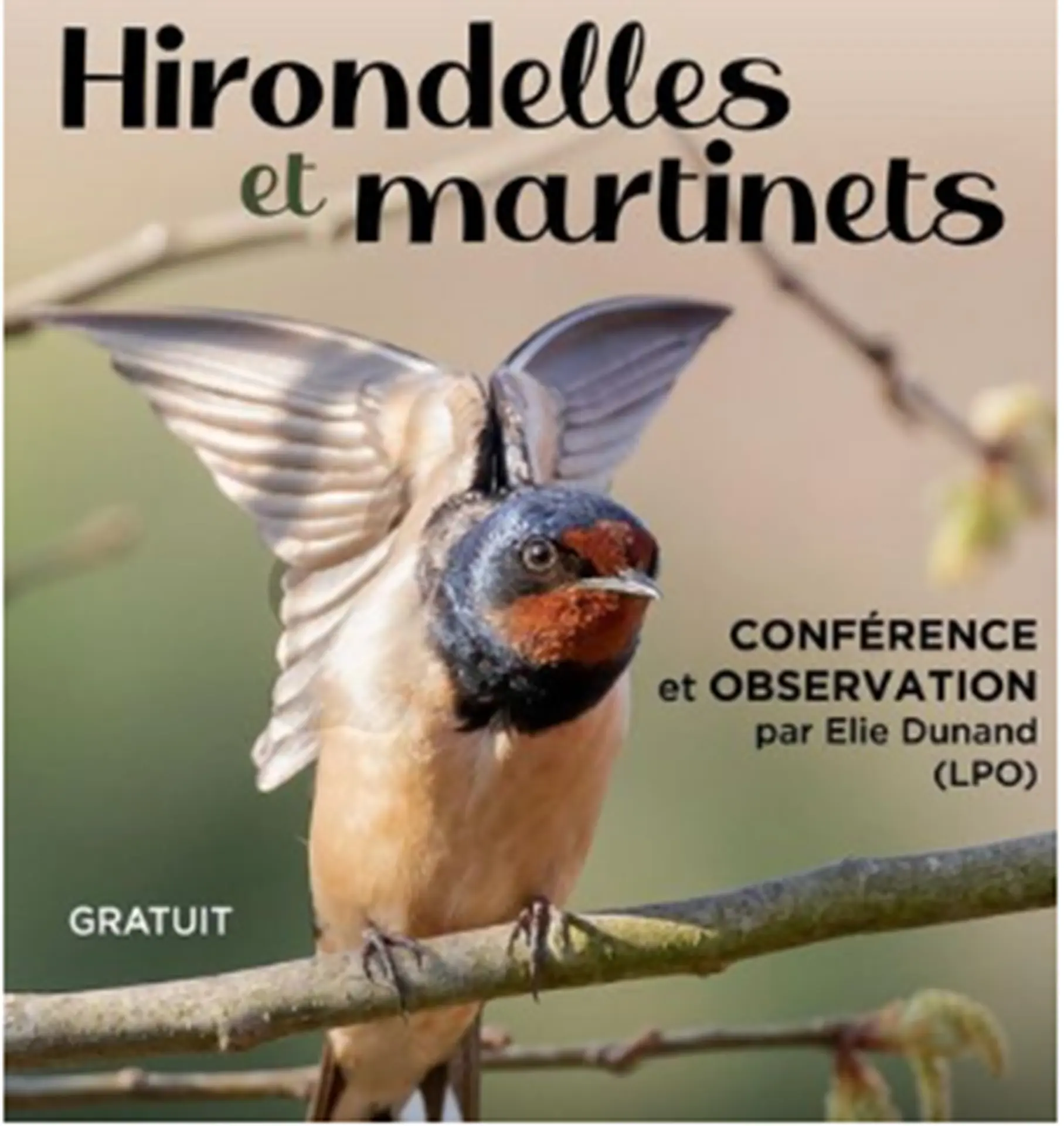 Conférence Observation : Hirondelles et martinets