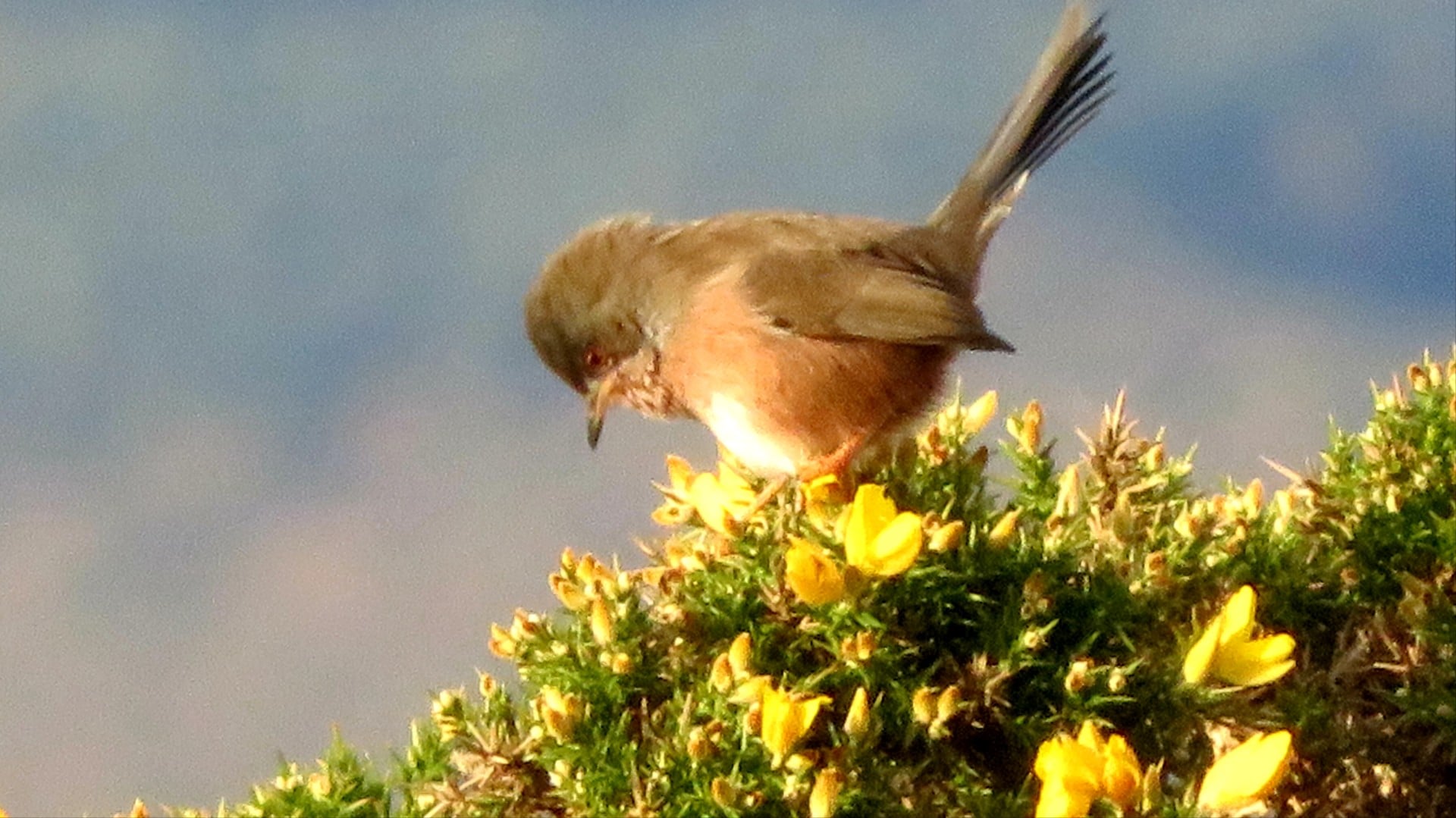 A la rencontre des passereaux des falaises