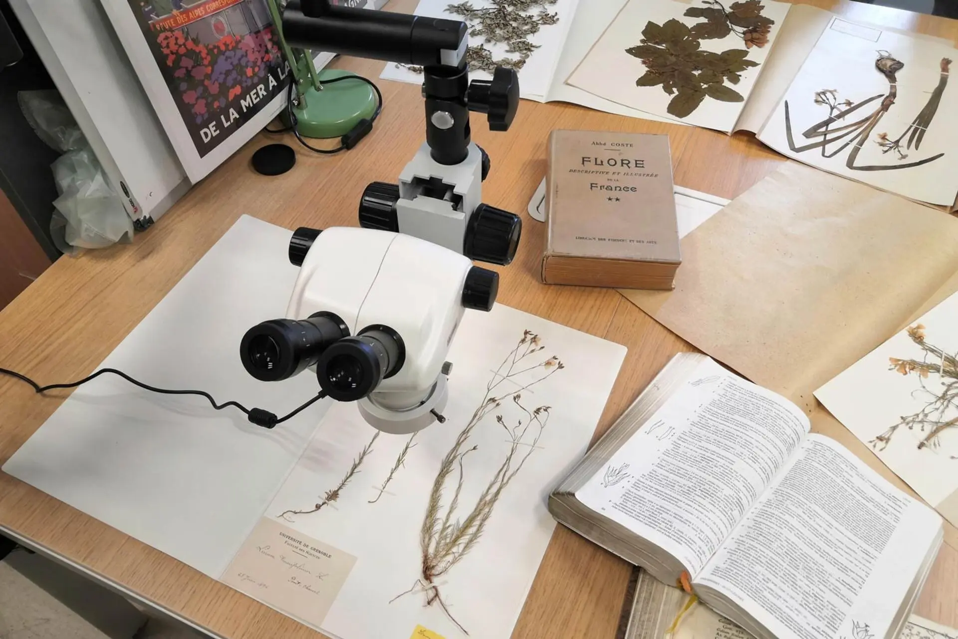 Conférence : Les collections du jardin du Lautaret