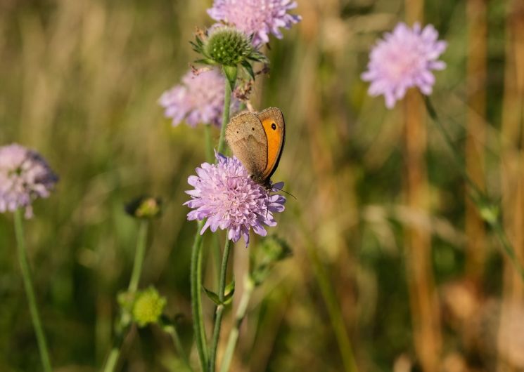 LE MALZIEU FÊTE LE PRINTEMPS ET SA BIODIVERSITÉ !
