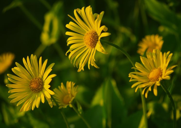 VISITE DU JARDIN BOTANIQUE DE LA FONT DE BEZOMBES