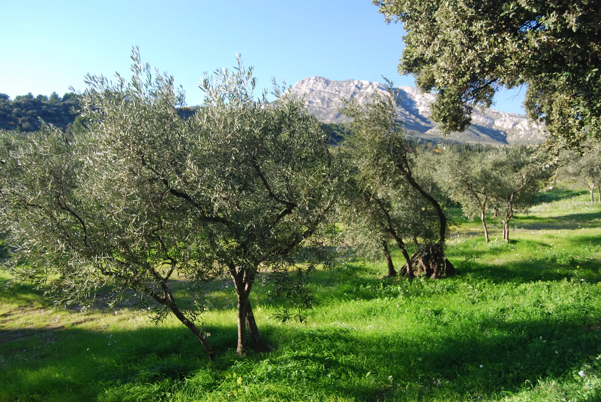 Sortie nature : Olivier, arbre millénaire