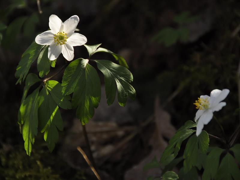 Le jardin vivant - Un écosystème
