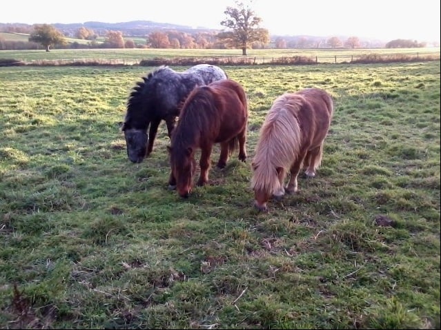 Balade à poney