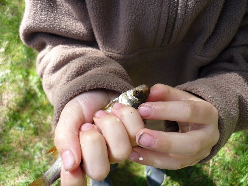 Stage Initiation à la Pêche aux leurres