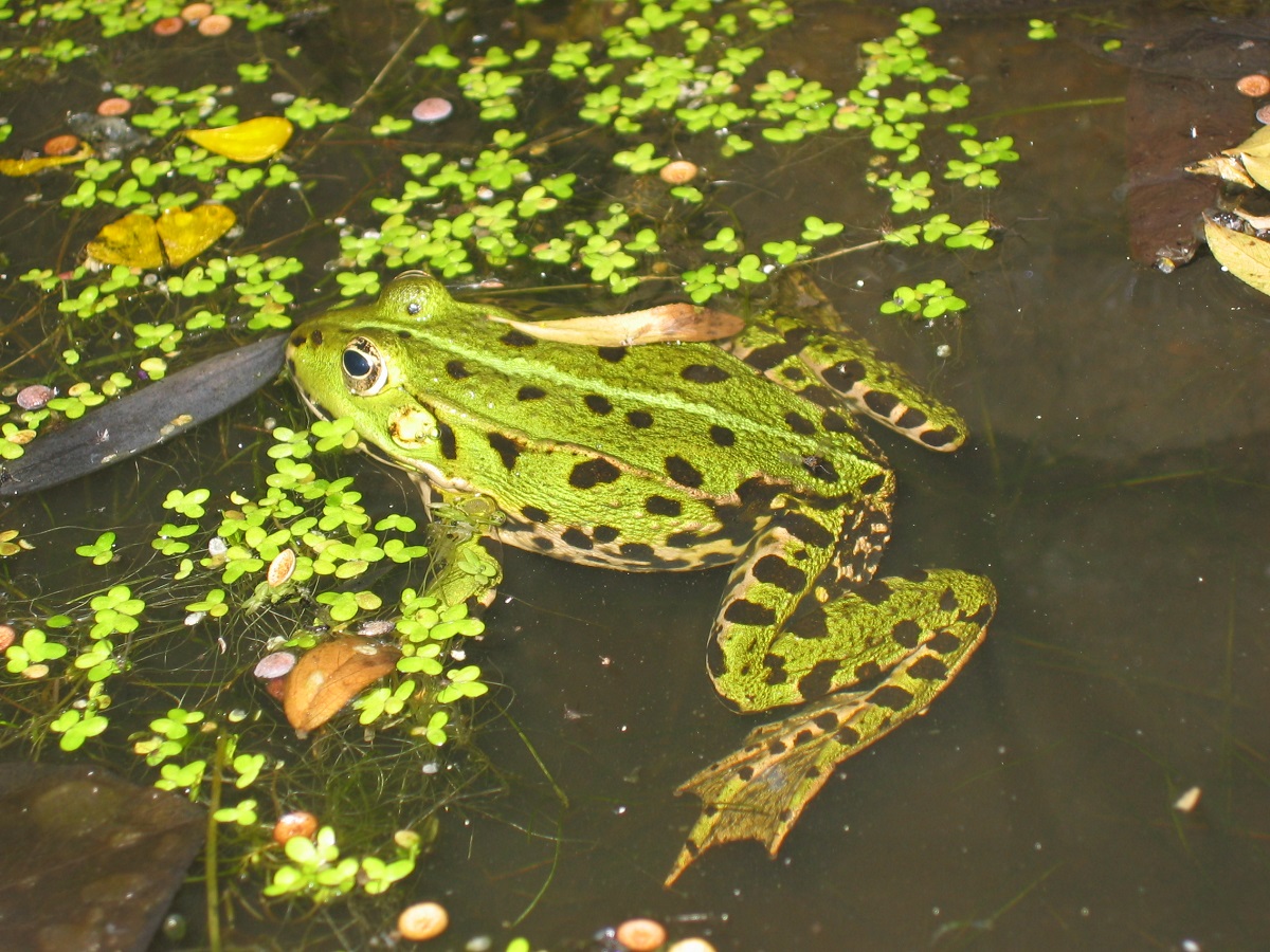Au pays des grenouilles : le marais