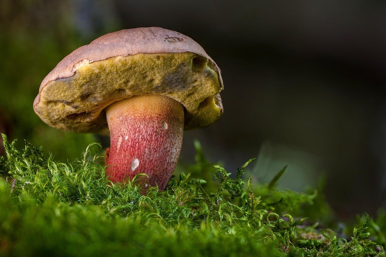 Sortie nature A la découverte des champignons