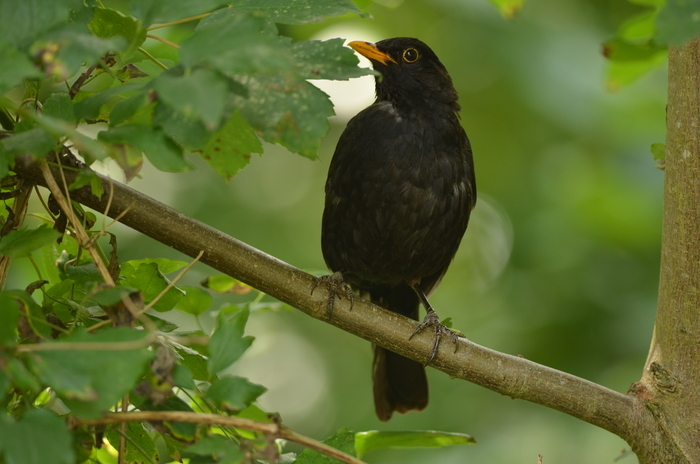 Balade naturaliste : à la rencontre d’une symphonie sauvage