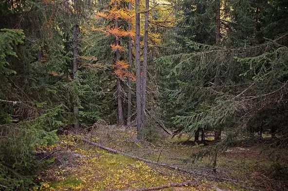 Promenons-nous dans les bois !